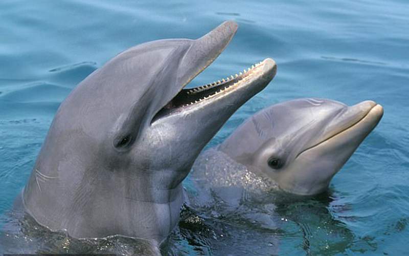 دلفین ها چگونه شبیه انسان هستند؟
