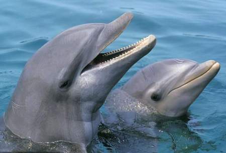 دلفین ها چگونه شبیه انسان هستند؟