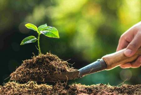 کاهش هزینه‌ گرمایش زمستانی با کاشت درختان