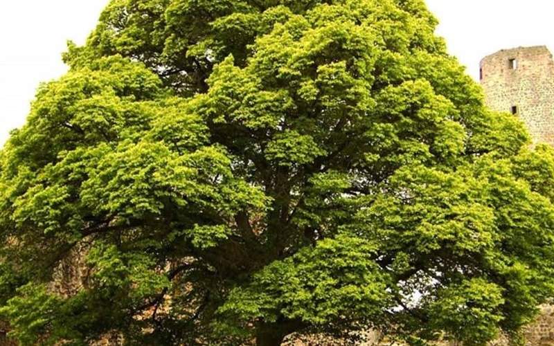 ۱۰ فایده اساسی کاشت "درخت"