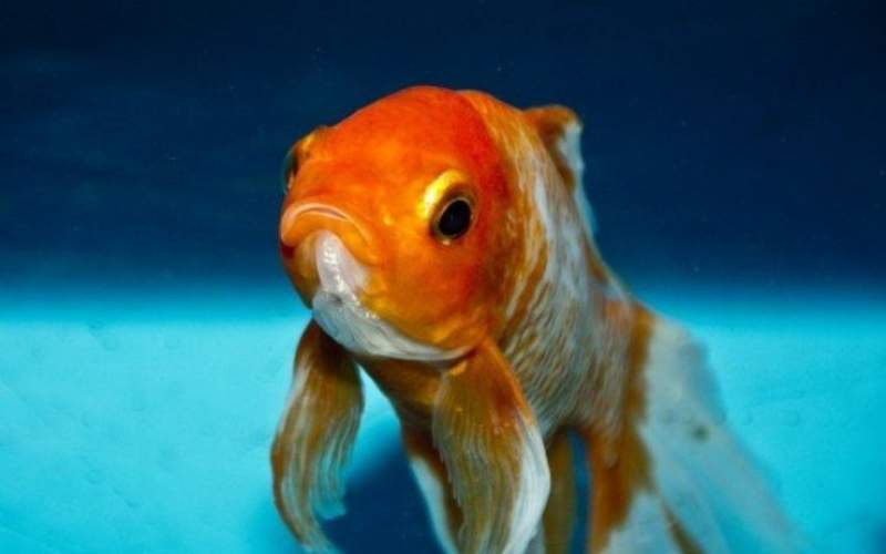 آیا ماهی قرمز عامل انتقال کووید ۱۹ است؟