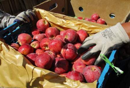 واردات موز و آناناس‌در برابرصادرات سیب آزاد است