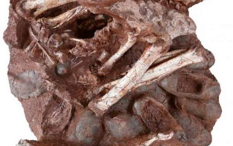 کشف بقایای یک دایناسور و تخم‌های فسیل‌شده