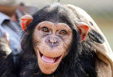آخرین وضعیت جسمانی باران، شامپانزه معروف
