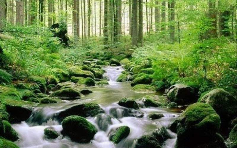 افزایش مساحت جنگل‌های اتحادیه اروپا