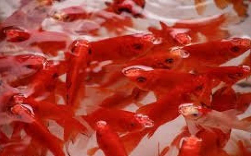 چرا نباید ماهی قرمز را در طبیعیت رها کنیم؟