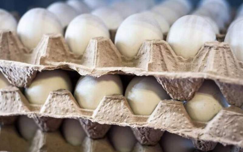 نرخ هر شانه تخم مرغ درب مرغداری چند؟