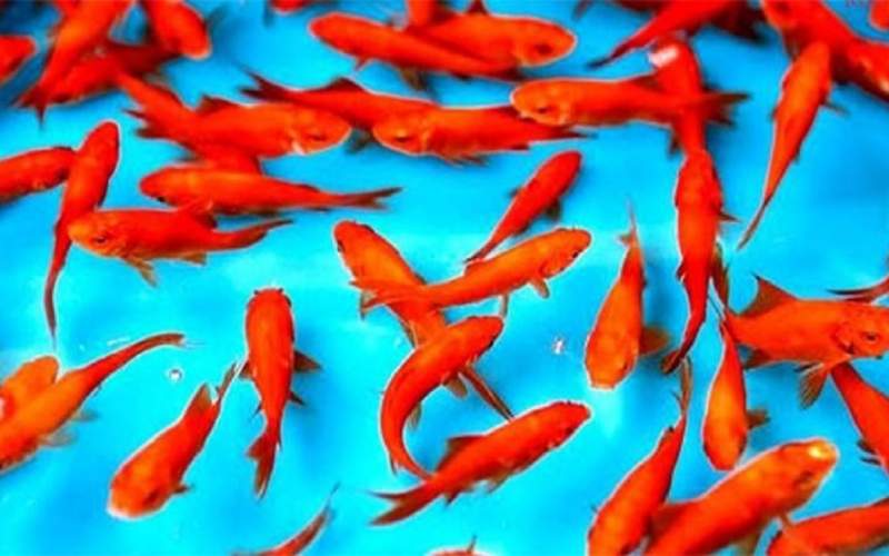 ماهی قرمز را در آب‌های آزاد رها نکنید