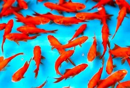 ماهی قرمز را در آب‌های آزاد رها نکنید