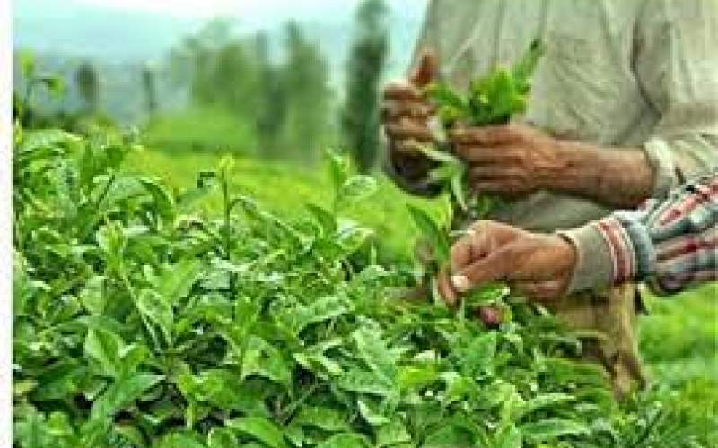 نابودی ۹۰ درصدی مزارع چای مازندران