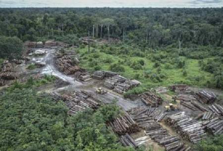 برزیل خواستار کمک برای کاهش جنگل زدایی در آمازون