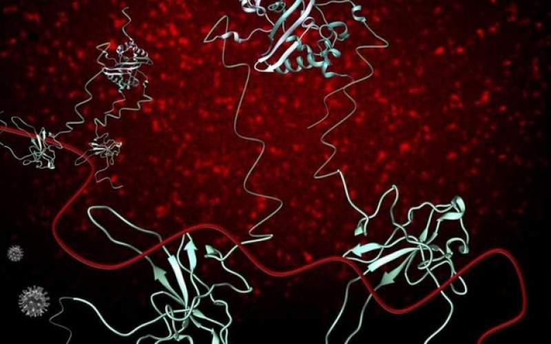پروتئین‌هایی که کلید کشف داروی کرونا هستند