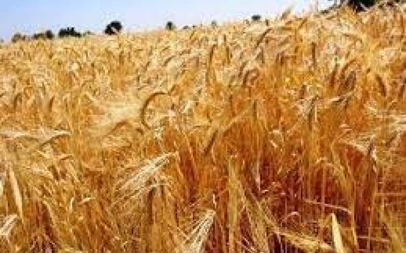 قیمت گندم هفته آینده تعیین تکلیف می‌شود