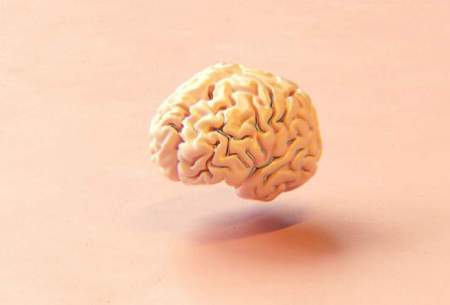 ساخت مغز بوسیله چاپگر ۳بعدی