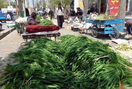 بازار داغ گیاهان بهاری در کرمانشاه