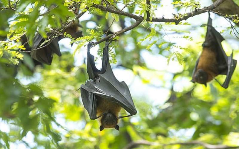 کشف ویروسی مرگبار در خفاش‌ها
