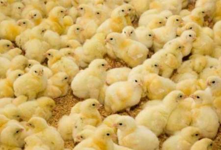 قاچاق جوجه یک‌روزه، پدیده تازه در بازار مرغ