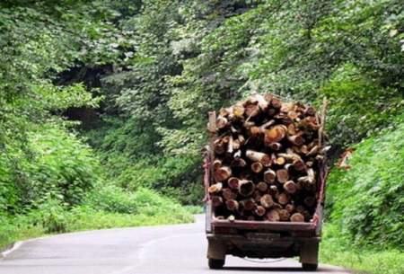 قطع درختان منبع درآمد سودجویان شده است
