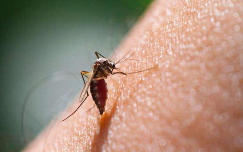 ظهور گونه مقاوم به درمان مالاریا در آفریقا