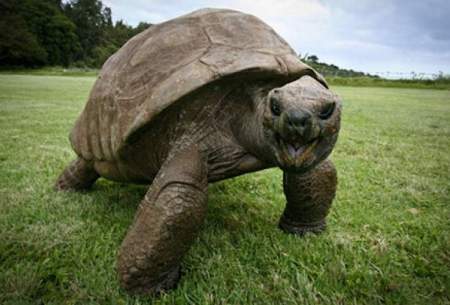 لاک‌پشت ۱۸۸ساله؛ پیرترین حیوان روی خشکی