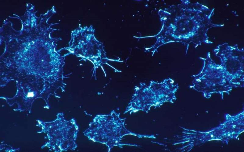 کشف آنزیم مهار کننده رشد سلول‌های سرطانی