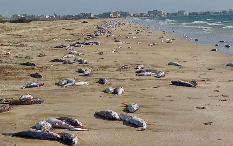علت مرگ گربه ماهیان ساحل جاسک مشخص شد