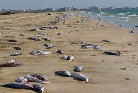 علت مرگ گربه ماهیان ساحل جاسک مشخص شد