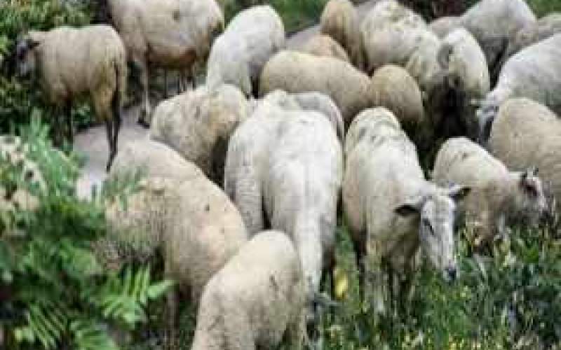 چرای گوسفندان در یکی از بوستان‌های تهران