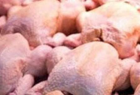 صادرات ۴۰۰۰ تن مرغ در زمان ممنوعیت!