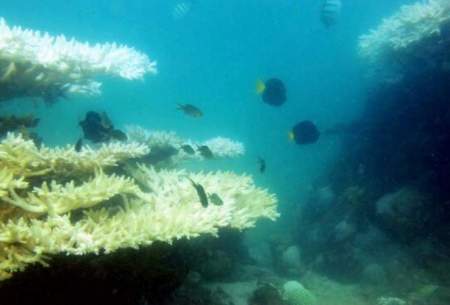 ۳ راهکار برای جلوگیری از مرگ مرجان‌ها
