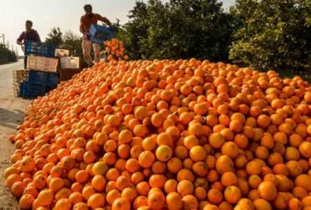 فساد ۳۰هزار تن پرتقال بخاطر تصمیم دولت؟