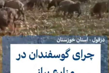 چرای گوسفندان در مزارع پیاز خوزستان
