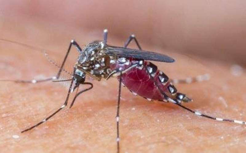 ابداعات بشر برای ریشه‌کنی مالاریا