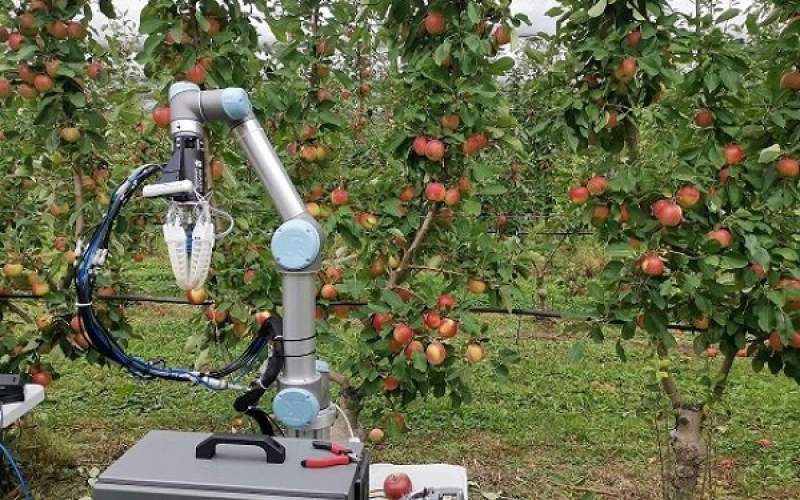 تولید رباتی که با سرعت انسان میوه می چیند