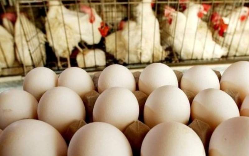 درخواست مرغداران برای خرید تضمینی تخم مرغ