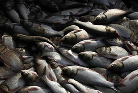 ماهی‌های «سیمره» گروهی در آب می‌میرند