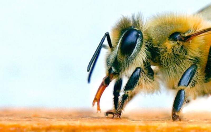 استفاده از زنبور به عنوان تست کرونا!