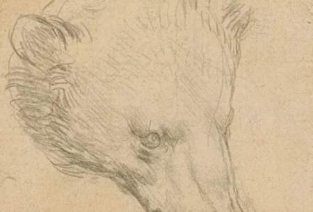 خرس ۱۷ میلیون دلاری لئوناردو داوینچی