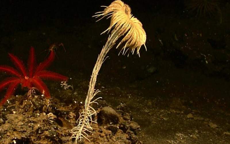 کشف فسیل زنده ۲۷۳ میلیون ساله در اقیانوس