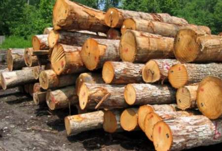 آمار کشف قاچاق چوب نگران‌کننده است؟