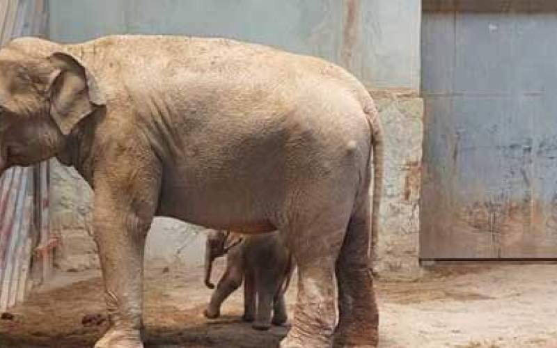 آخرین وضعیت فیل متولد شده در باغ وحش ارم