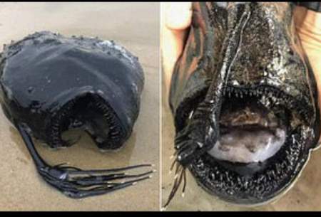 یک ماهی عجیب در ساحل کالیفرنیا پیدا شد