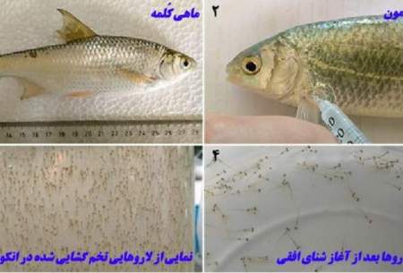 تکثیر مصنوعی یک گونه ماهی در خطر انقراض