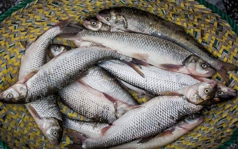 بازار ماهی تعریفی ندارد