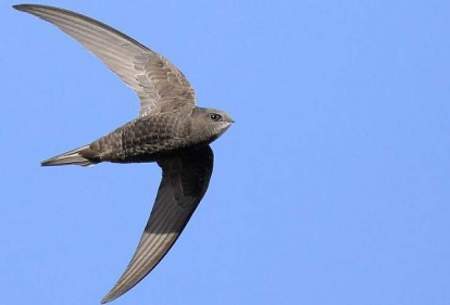 رکورد باورنکردنیِ سریع‌ترین پرنده مهاجر جهان