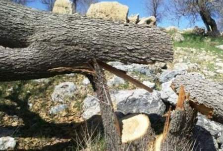 قطع درختان تهران به بهانه بلند مرتبه‌سازی