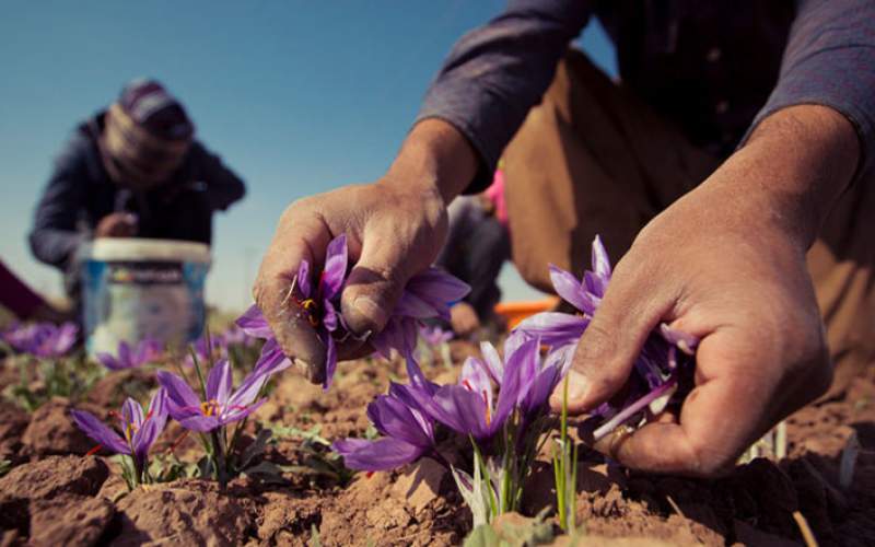 صادرات زعفران و فرش ایرانی با برند امارات