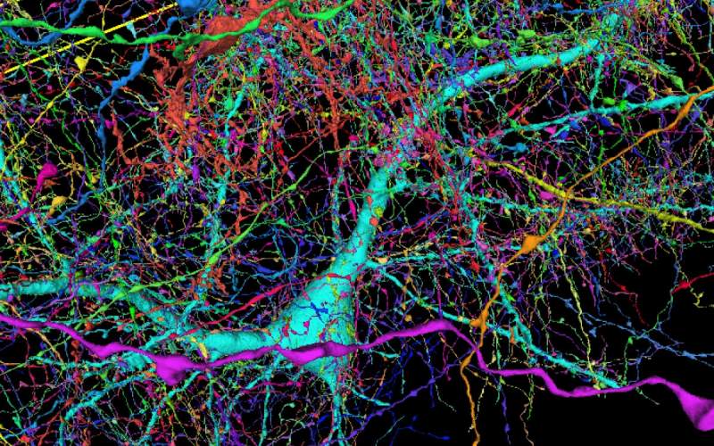 تهیه نقشه سه‌بعدی مغز توسط محققان گوگل