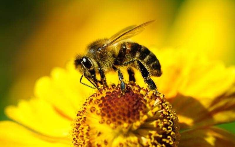 ذراتی که زنبورهارا ازحشره‌کش‌ها مصون می‌کند