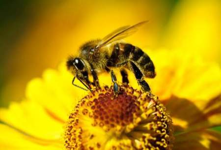 ذراتی که زنبورهارا ازحشره‌کش‌ها مصون می‌کند